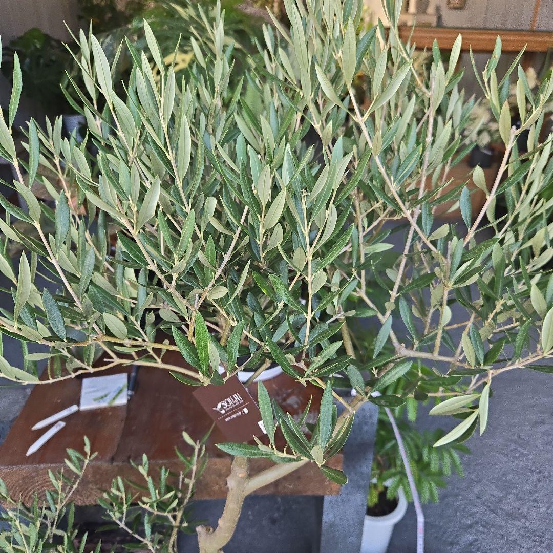 ⑪　オリーブの木　souju 「ピクアル」８号　特大苗木最高等級極上品‼️
