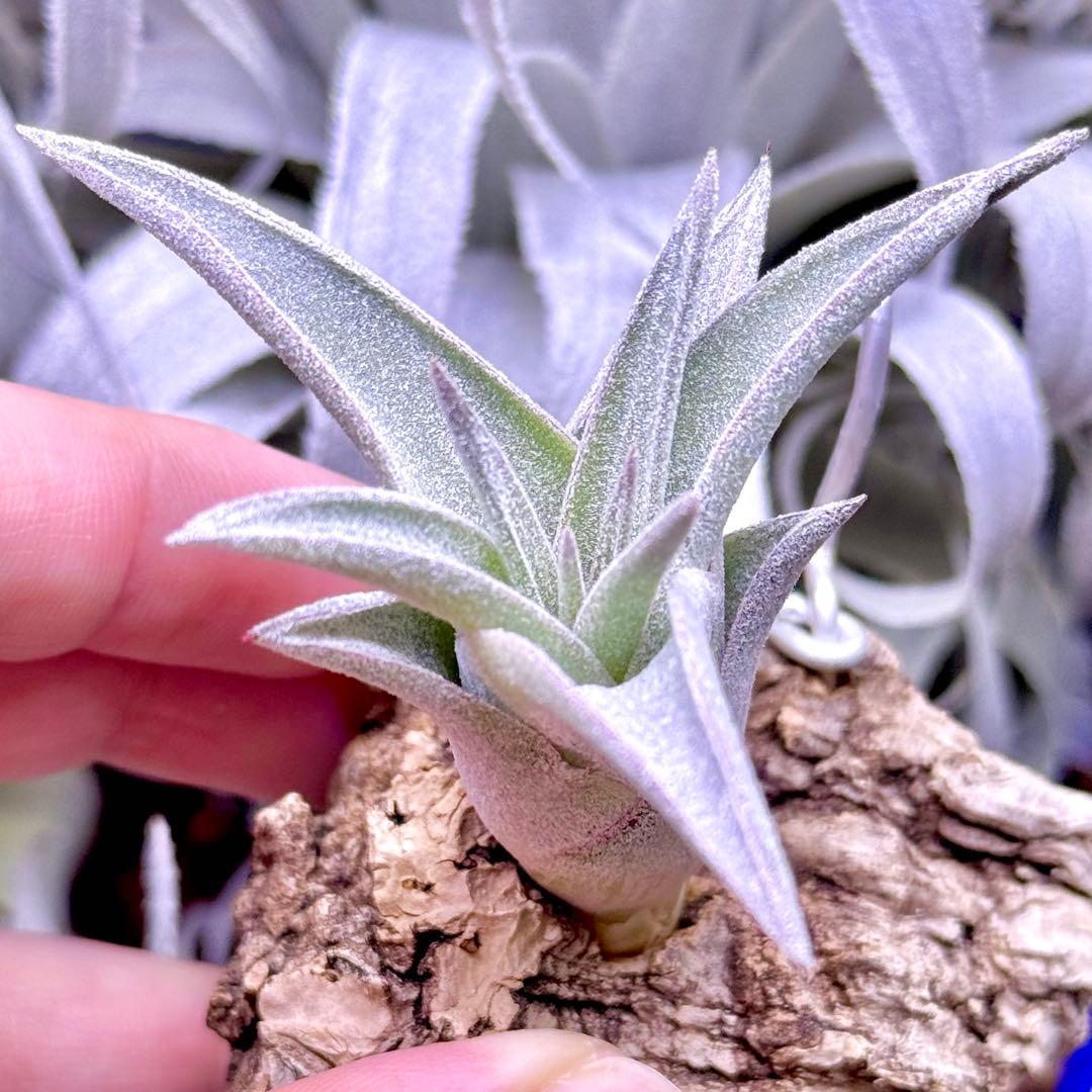 ケ*ン様 T. ehlersiana x chiapensis