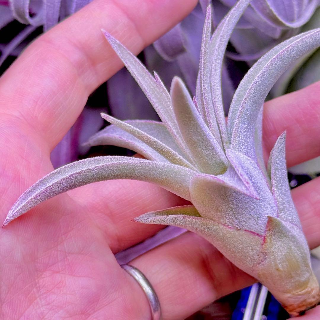 ケ*ン様 T. ehlersiana x chiapensis