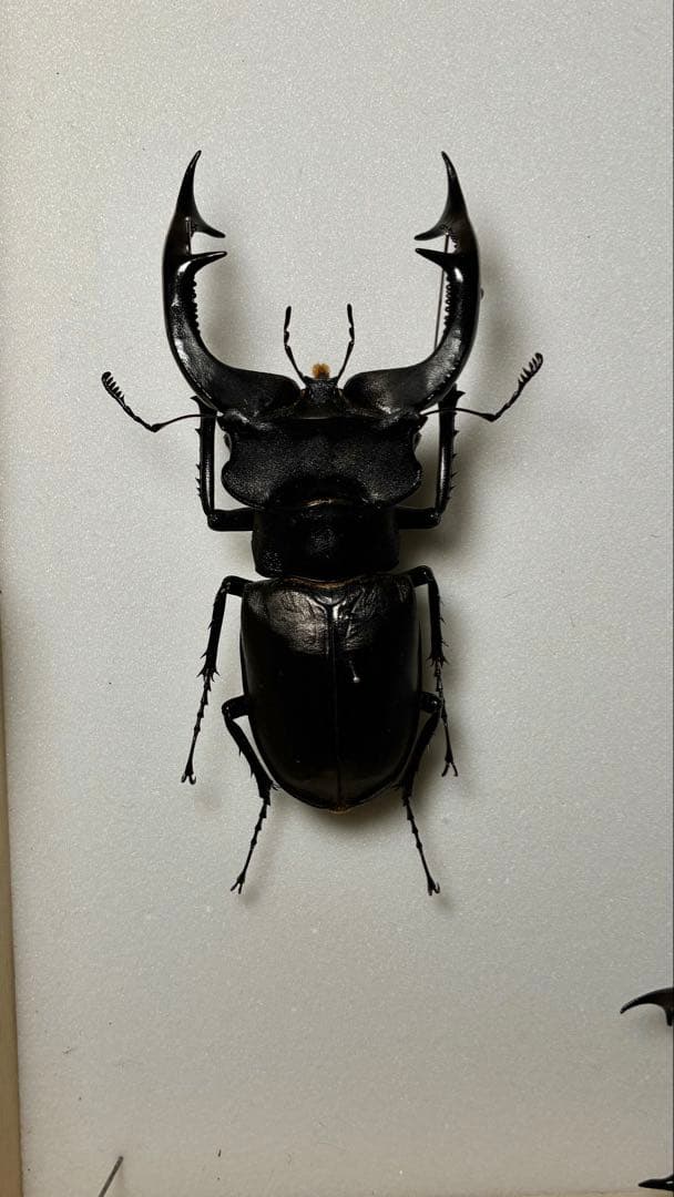 さんた アクベシアヌス