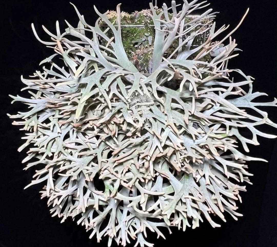 ビカクシダ willinckii Nano (OC株)