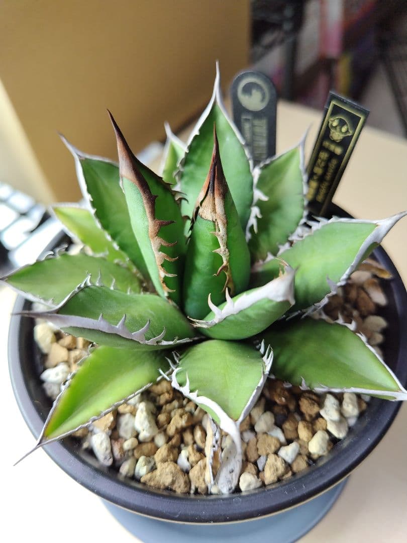 笹乃雪✕ハデス　子株　ハイブリッドアガベ　土田制所　セレクト株