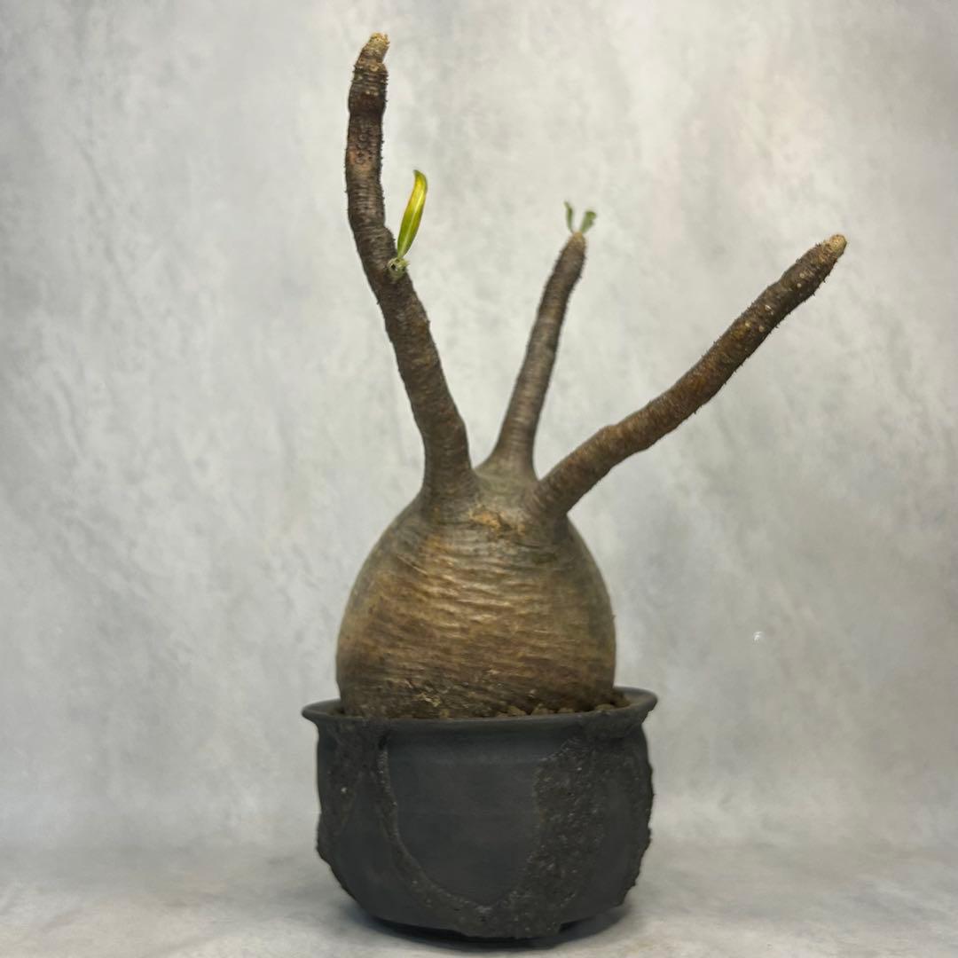 パキポディウム グラキリス 4.5号鉢入り(信楽焼)現地球 塊根植物