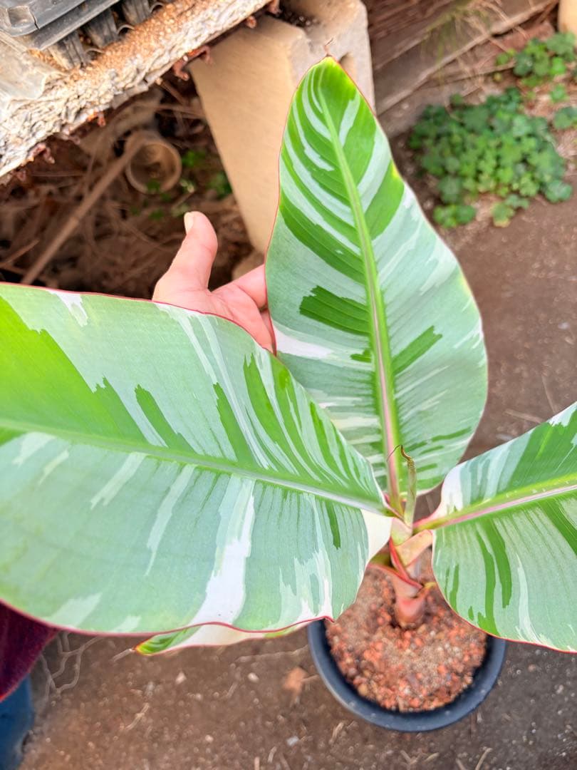 バナナ斑入り　アエアエ　美株②