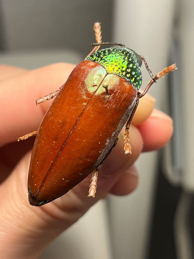 【年代物】チャイロフトタマムシ フトタマムシ スハンダエ プラチナコガネ 標本