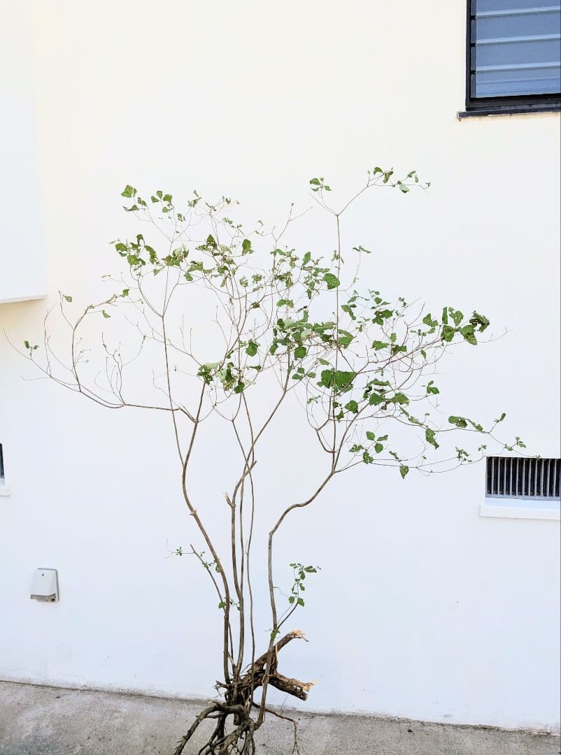 神秘。山採りミツバツツジ。