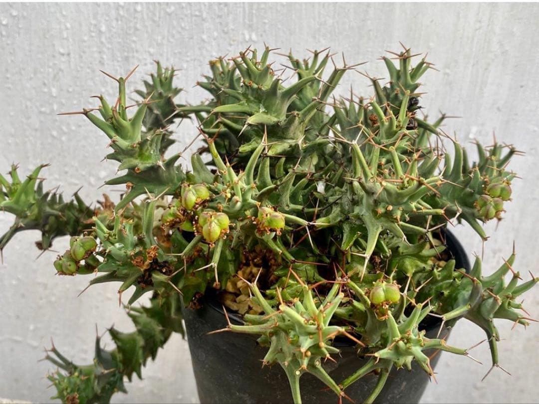 ユーフォルビア グロエネワルディ　実生