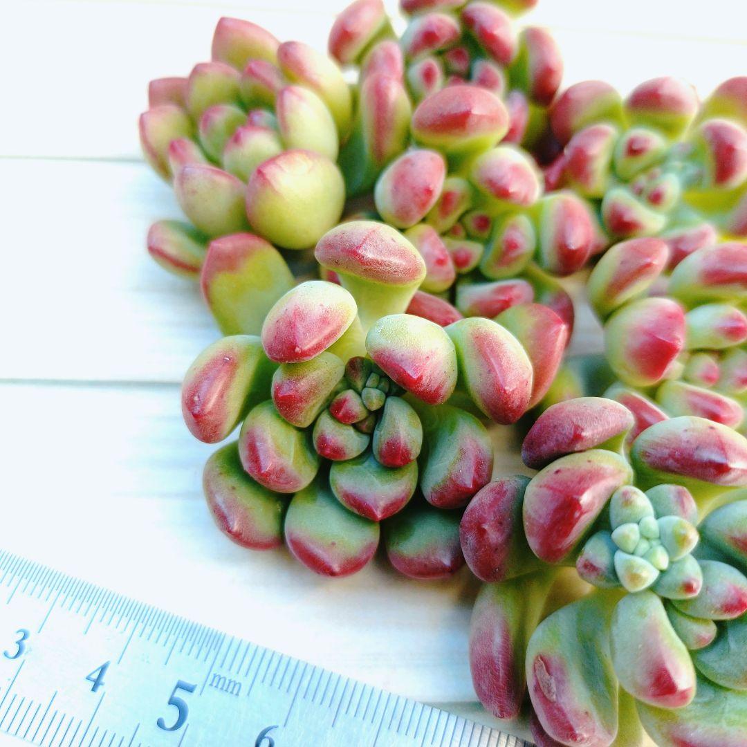 パーフェクトフェアリー　韓国苗　10苗