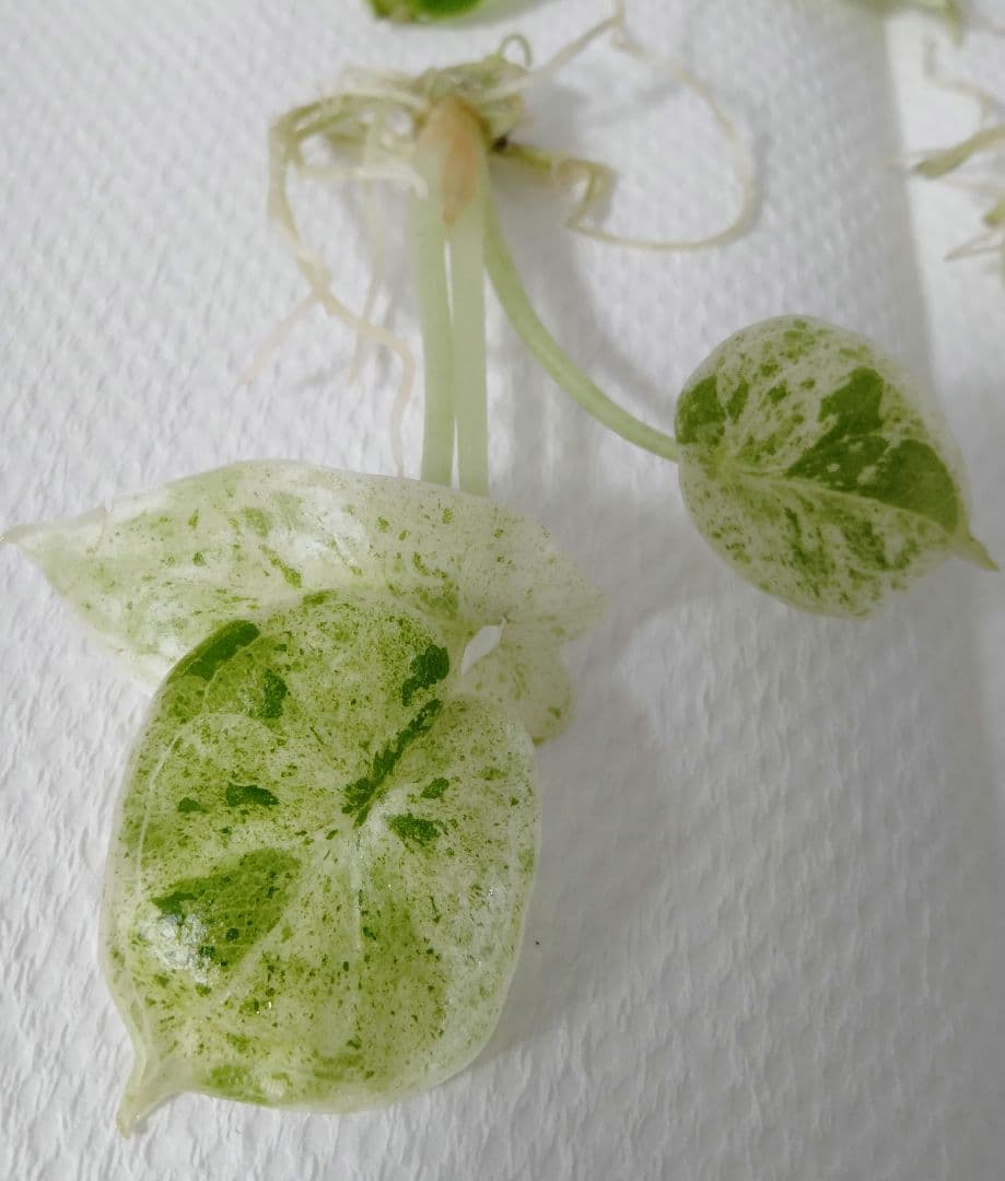 アロカシア ドラゴンスケールミント 6本セット