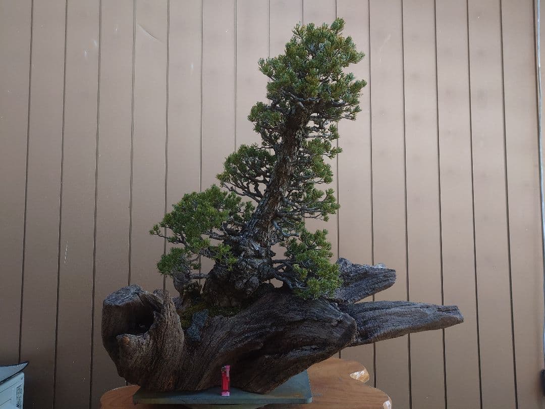 ※引取限定※　盆栽　九重　五葉松　全高98cm