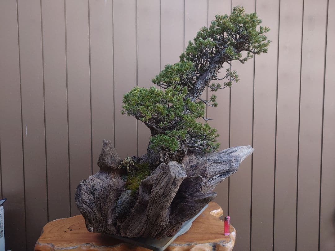 ※引取限定※　盆栽　九重　五葉松　全高98cm