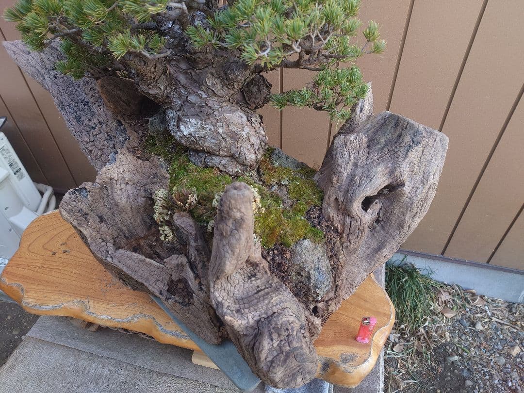 ※引取限定※　盆栽　九重　五葉松　全高98cm