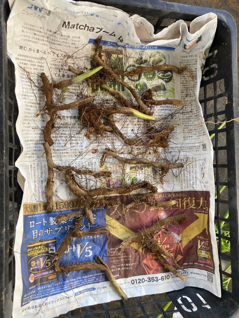 わらび　苗　120本