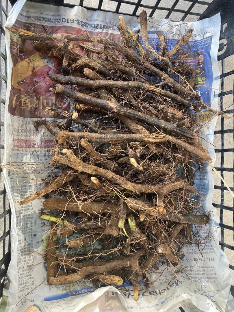 わらび　苗　120本