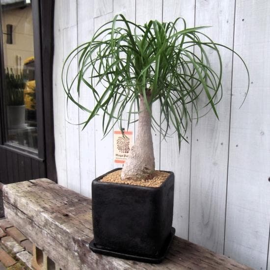 現物「トックリラン・ポニーテール」８号陶器（受皿付き）