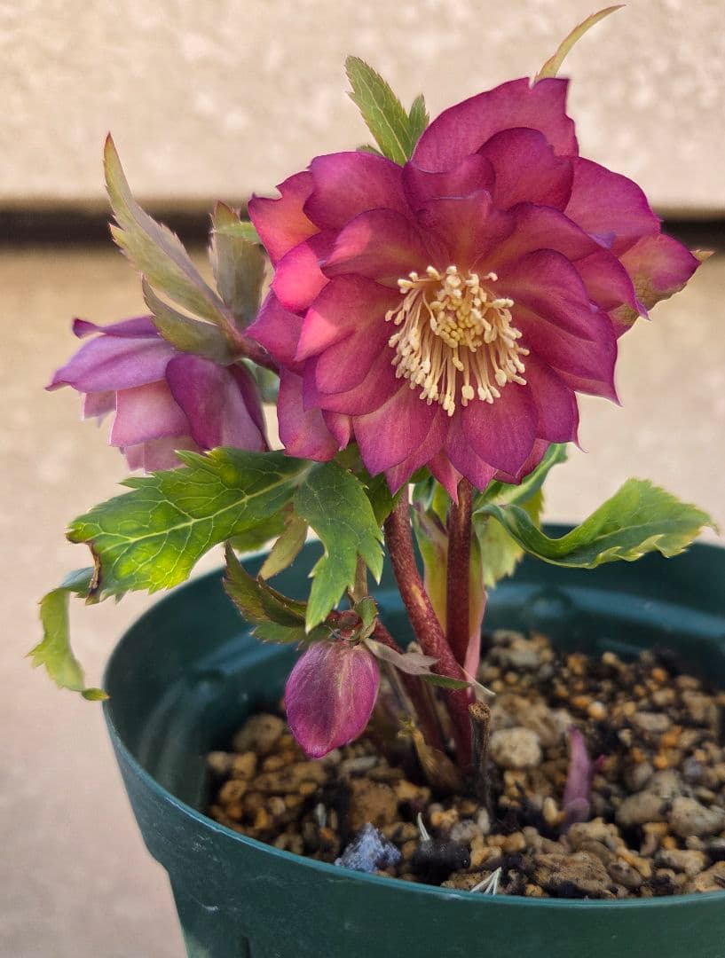 クリスマスローズ