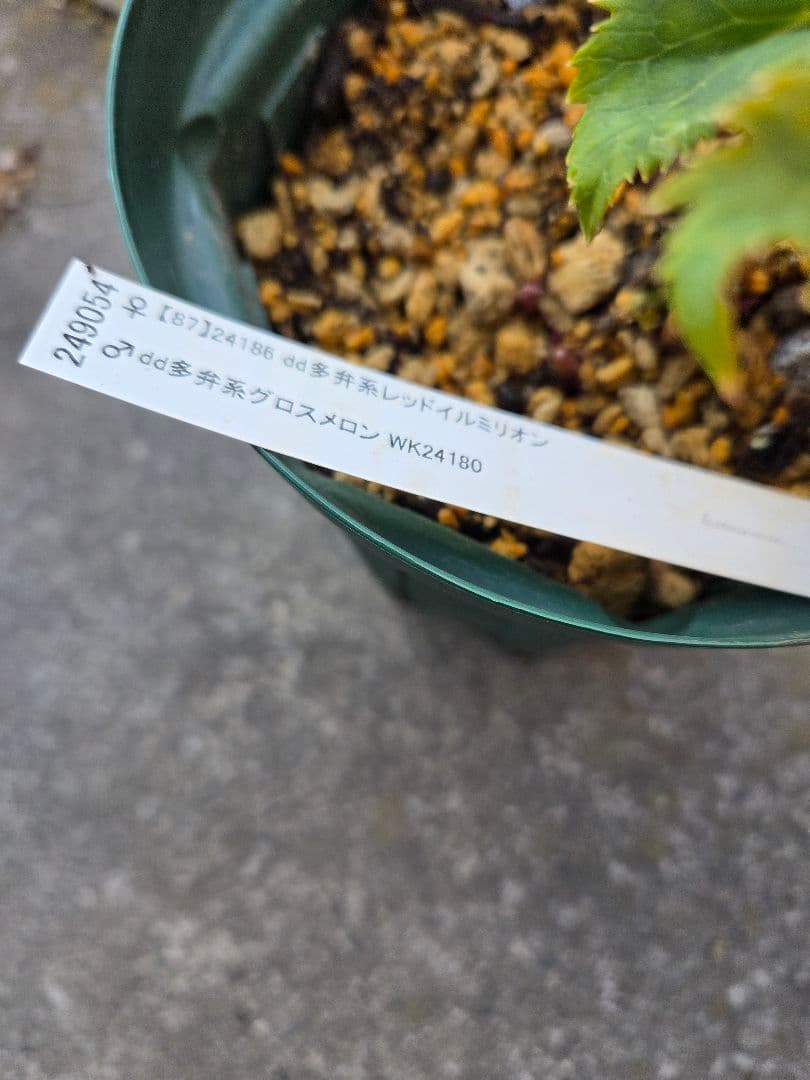 クリスマスローズ