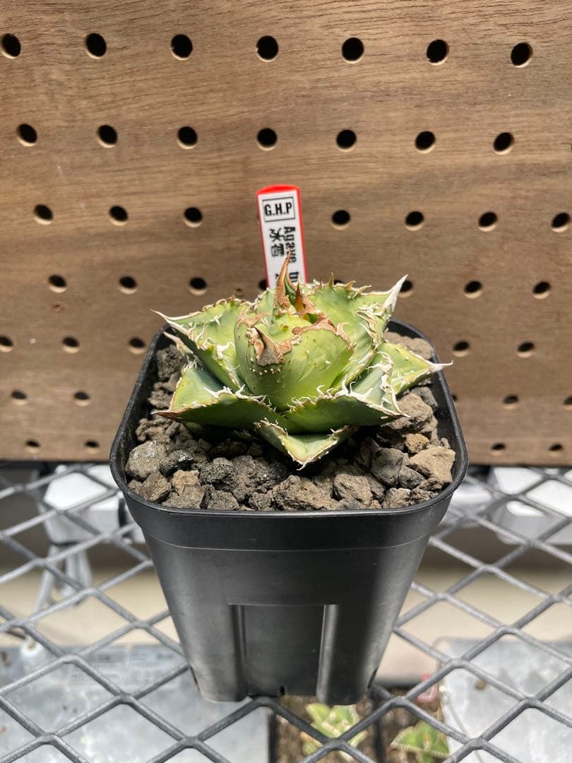 く*様 アガベ　チタノタ　冰雹　鉢のままメルカリ便発送