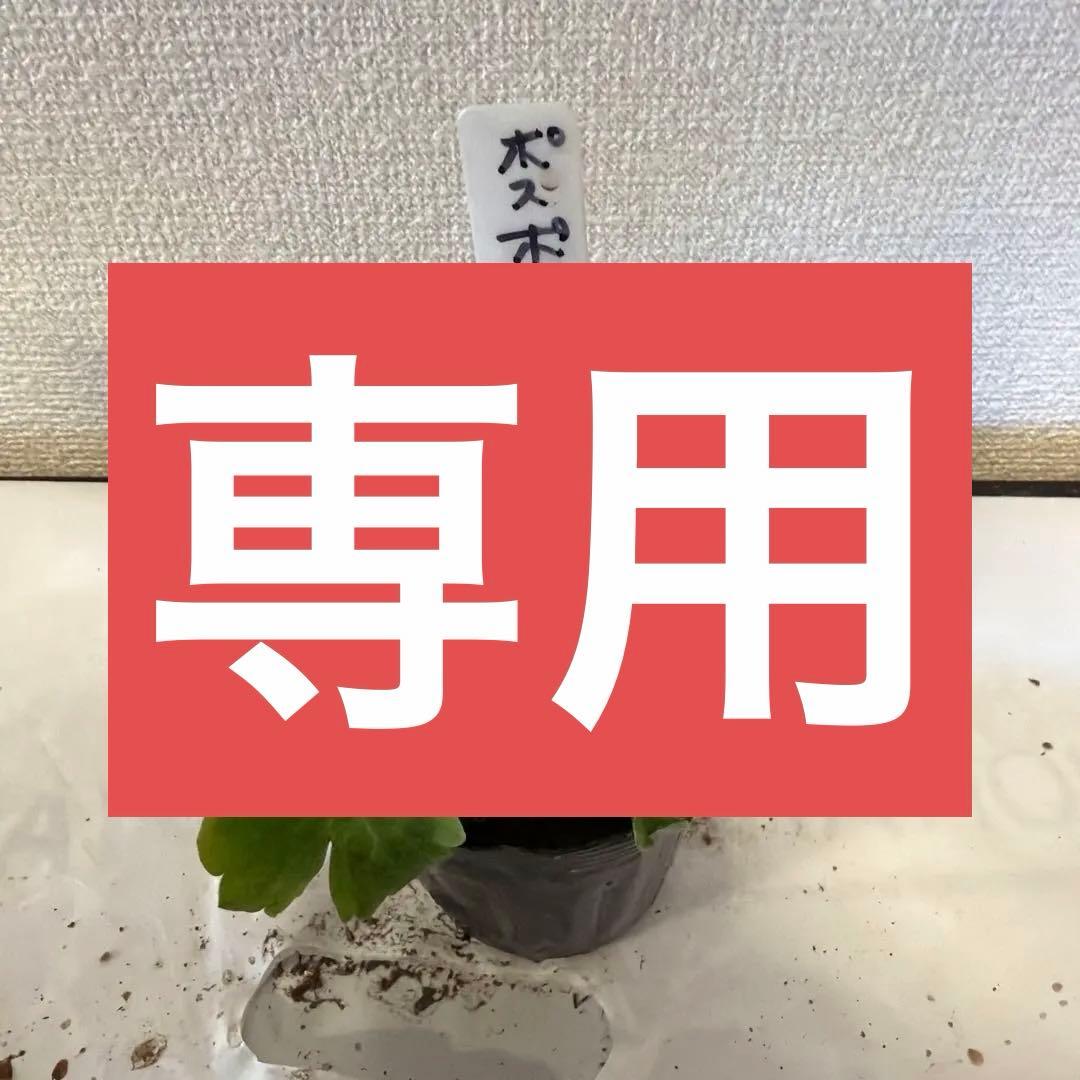 ラナンキュラスラックス苗、ポスポロス