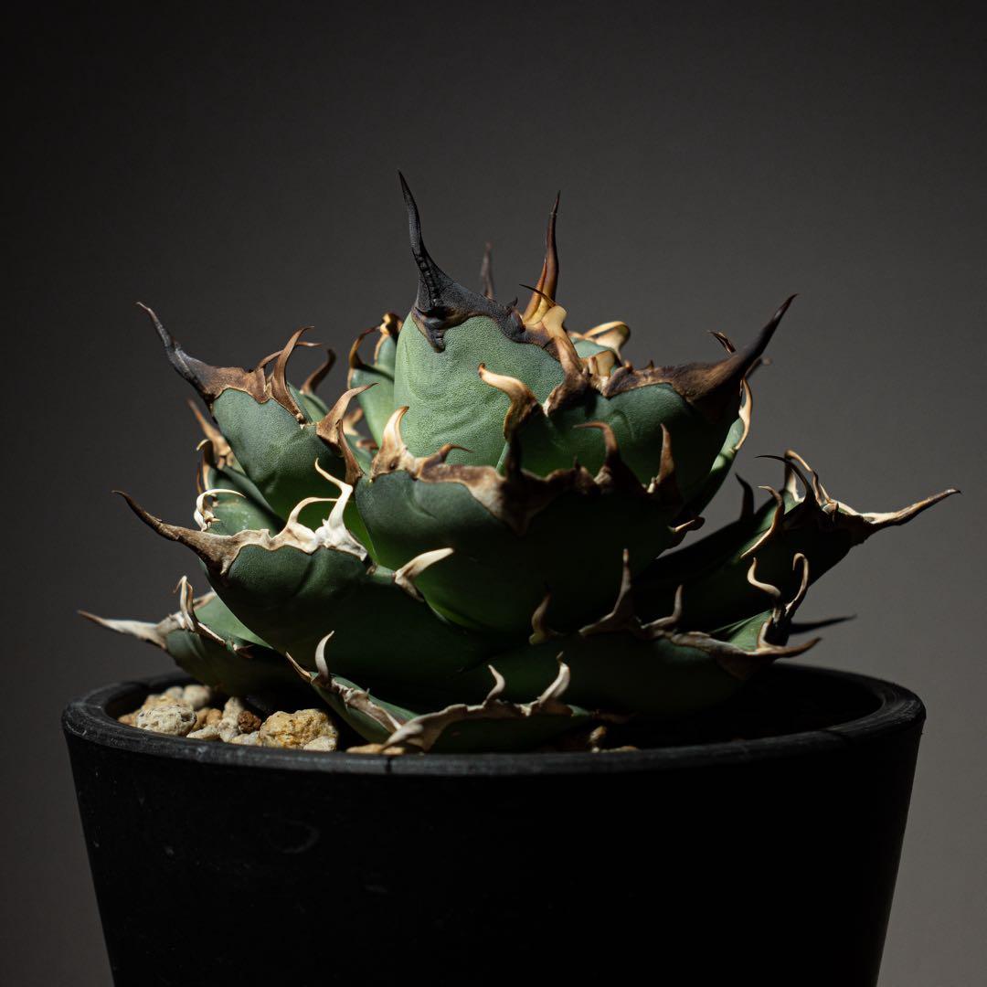 Agave titanota ‘Hades’