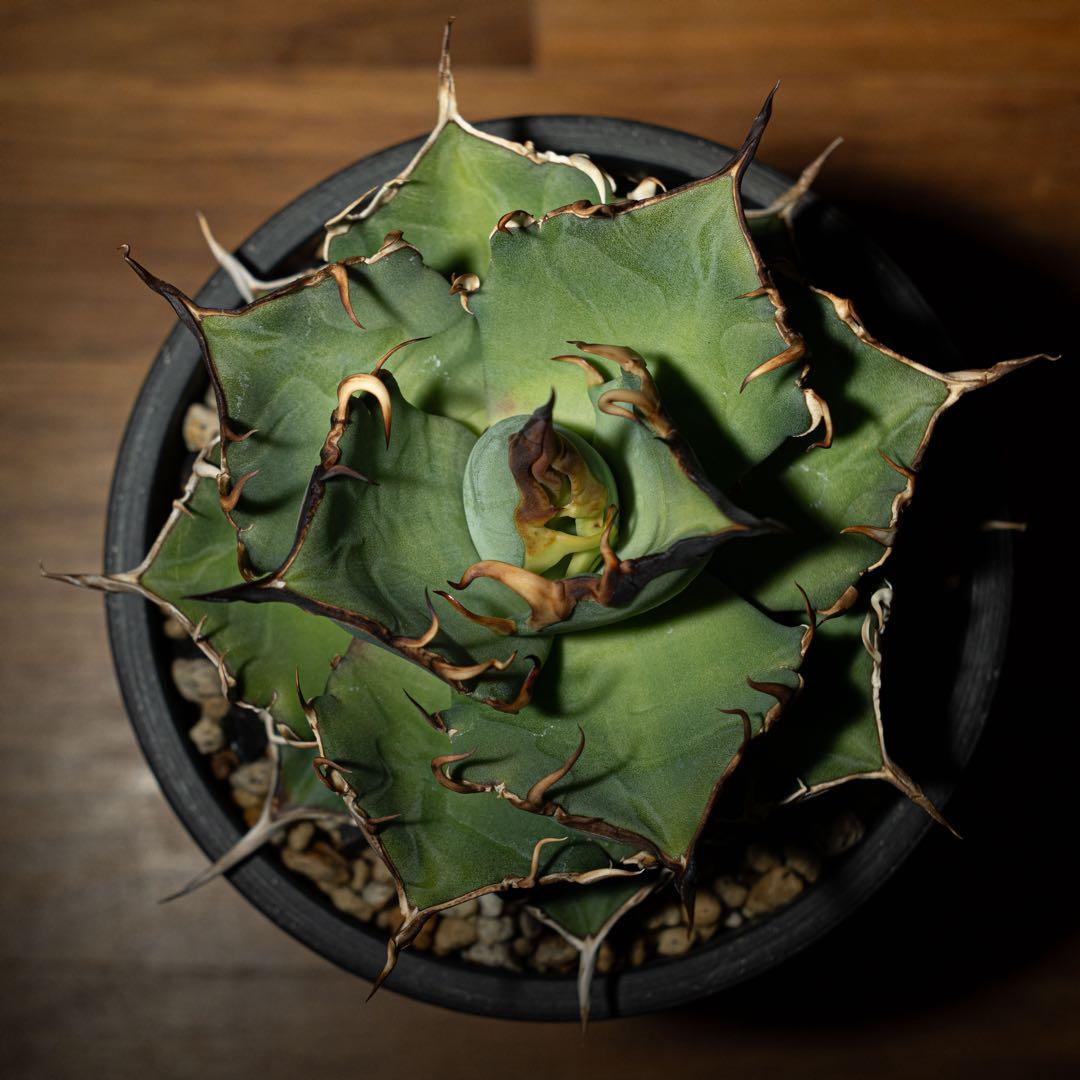 Agave titanota ‘Hades’