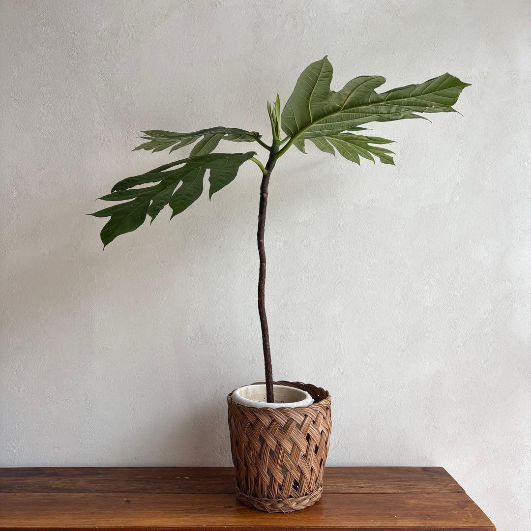 パンノキ　85cm 鉢　観葉植物　実生　グリーン　レア　ハワイアンキルト　ハワイ