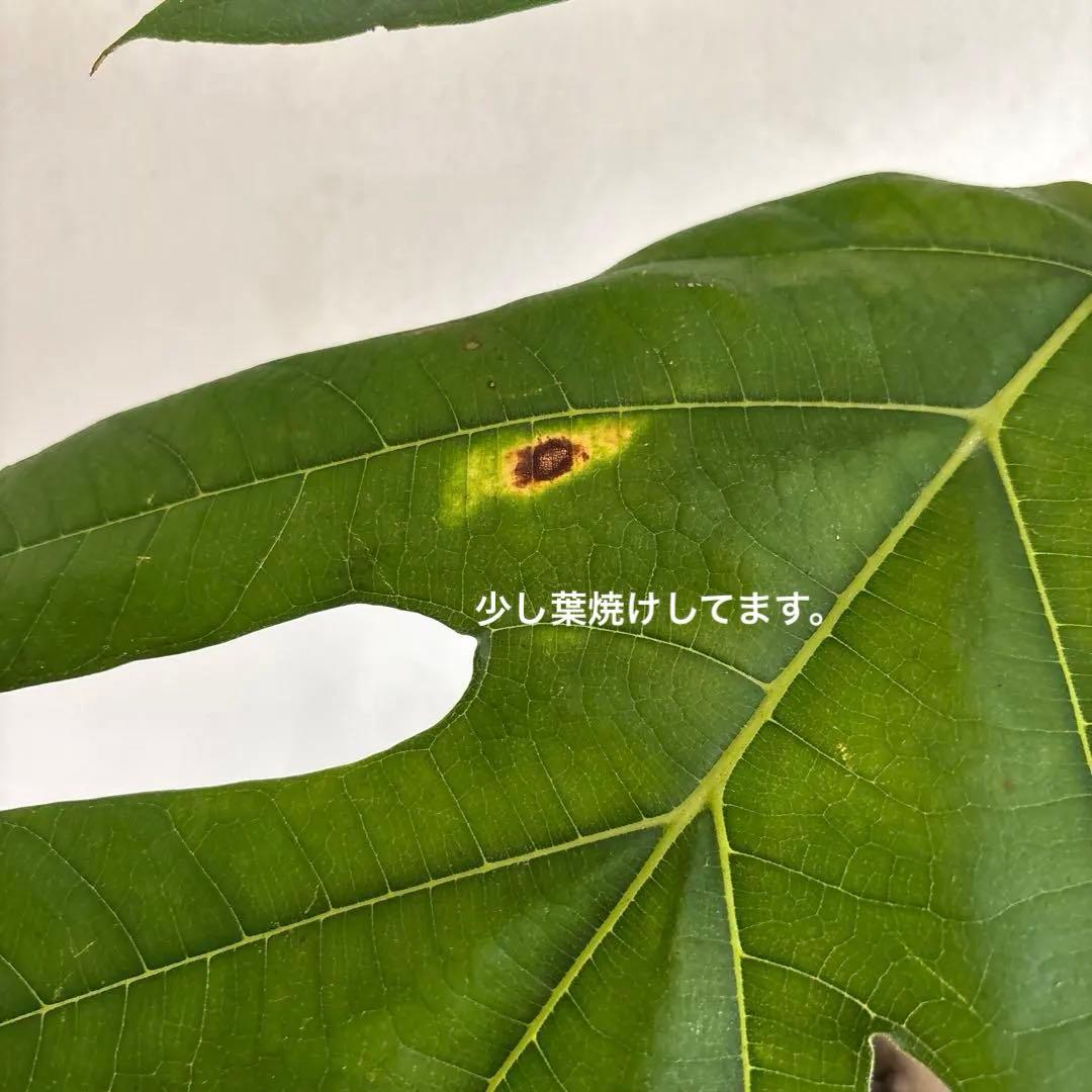 パンノキ　85cm 鉢　観葉植物　実生　グリーン　レア　ハワイアンキルト　ハワイ