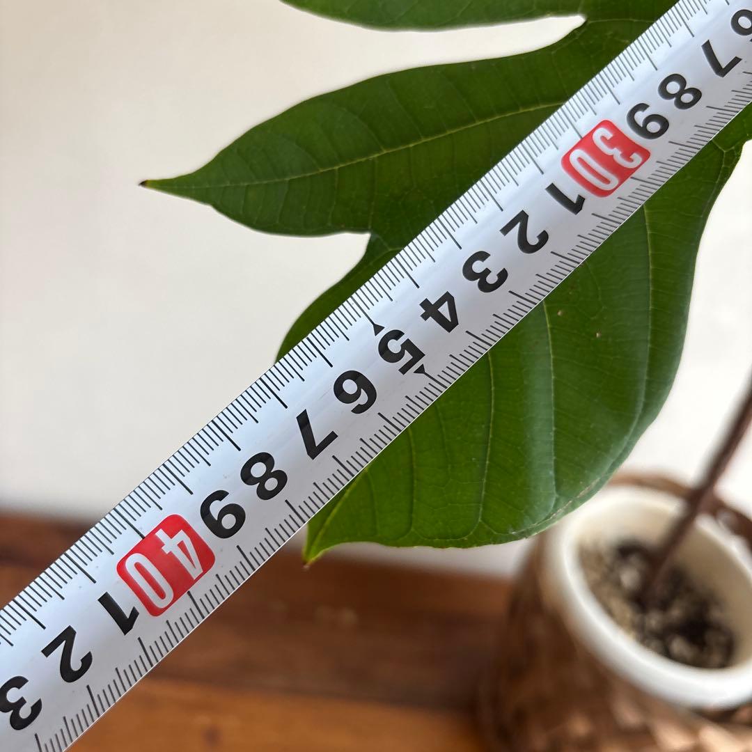 パンノキ　85cm 鉢　観葉植物　実生　グリーン　レア　ハワイアンキルト　ハワイ