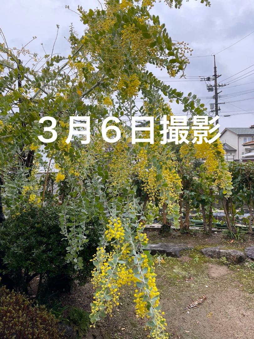 フレッシュミモザ（パールアカシア）