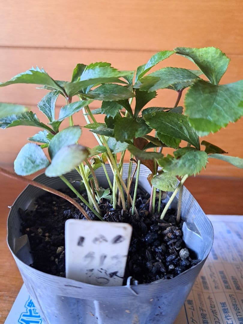 クリスマスローズクレオパトラ等黒花交配発芽苗10 小