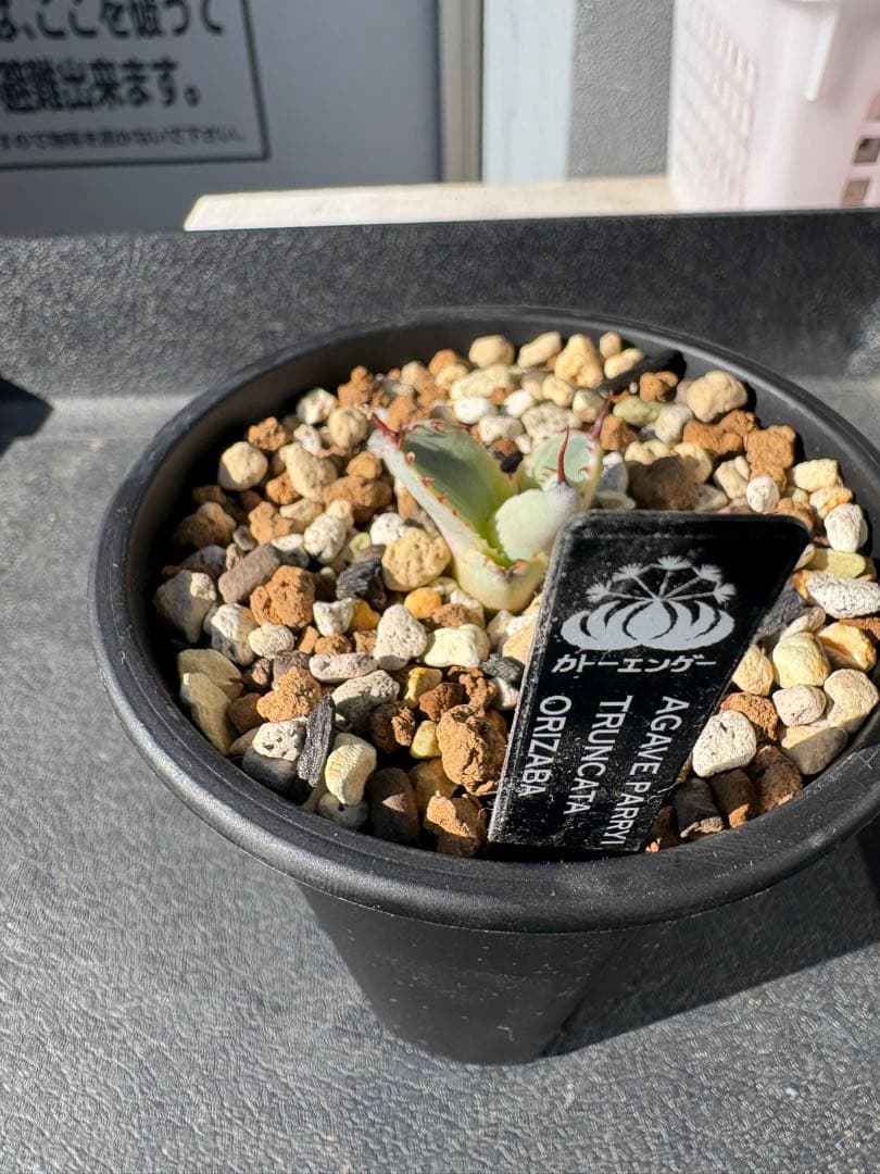 アガベ　トランカータ 〝オリザバ〟