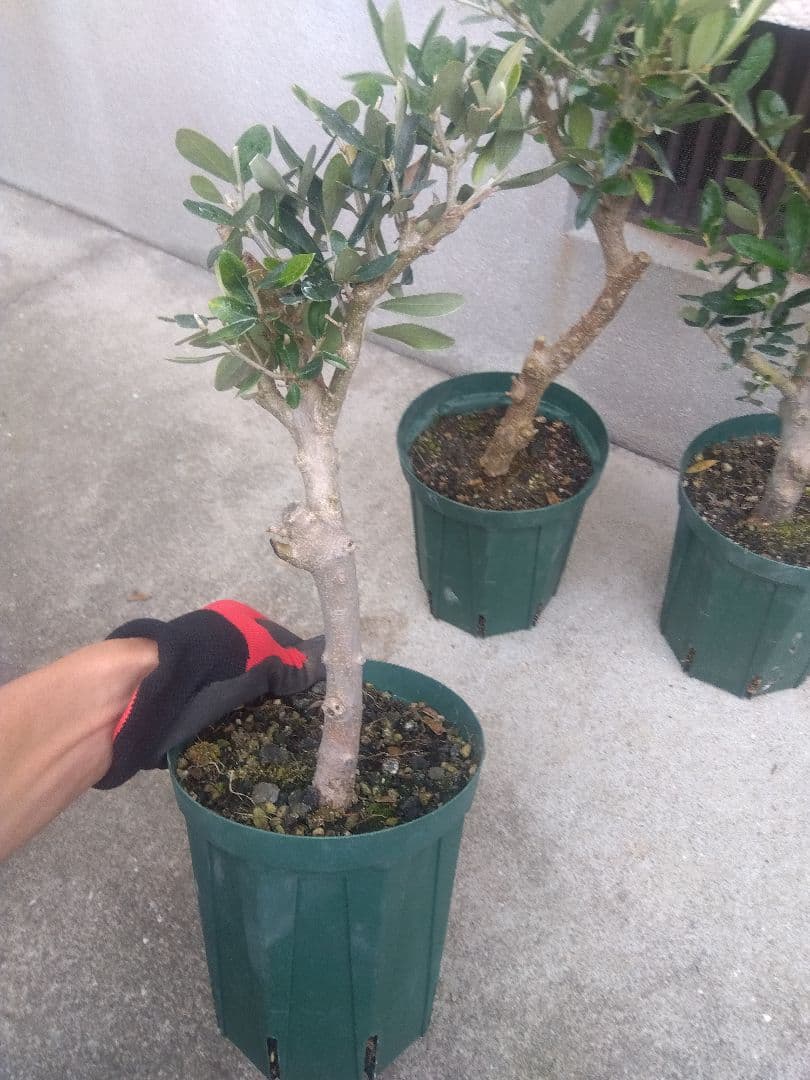 オリーブ　古木　盆栽　５号鉢つき　４鉢セット❗　　⑥