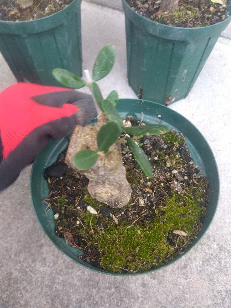 オリーブ　古木　盆栽　５号鉢つき　４鉢セット❗　　⑥