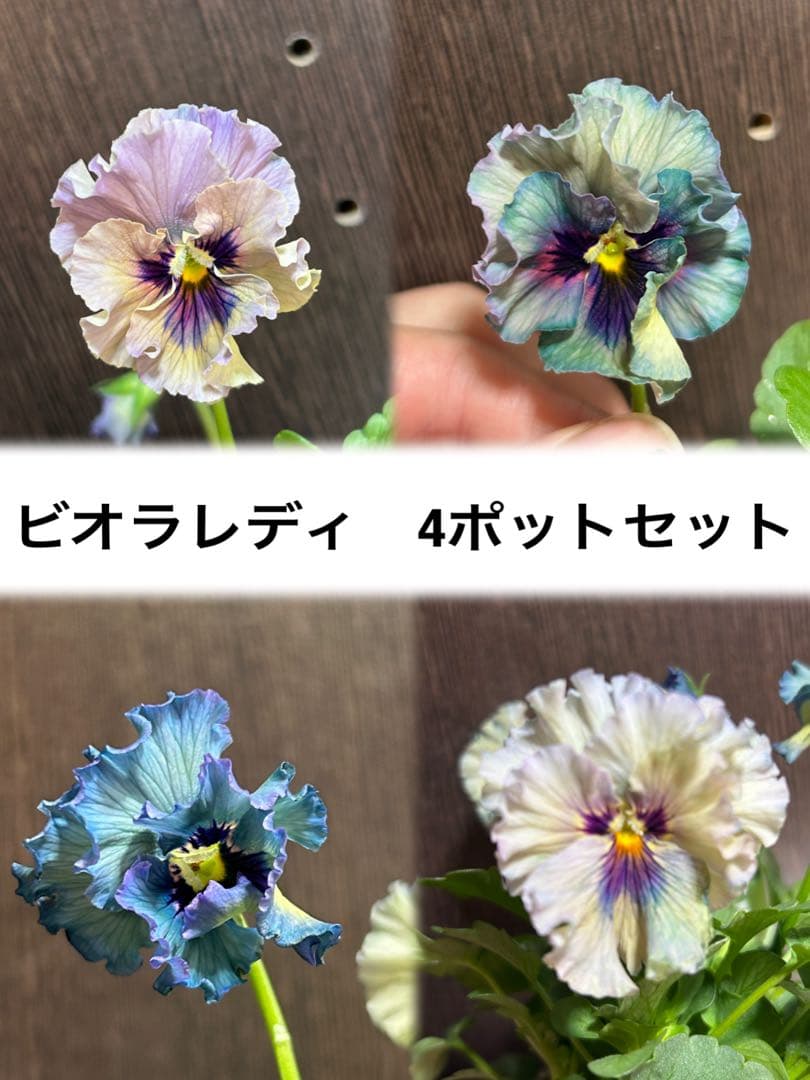 ビオラレディ 4ポットセット