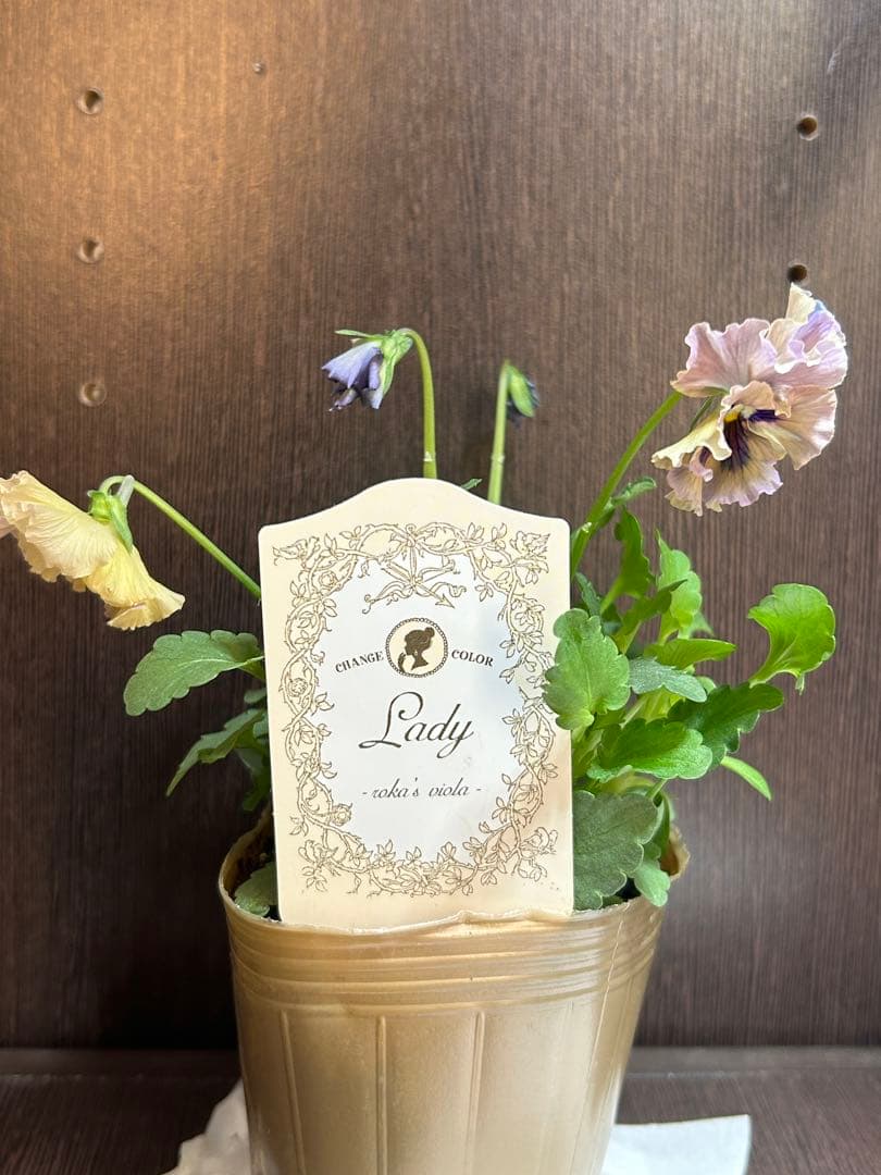 ビオラレディ 4ポットセット