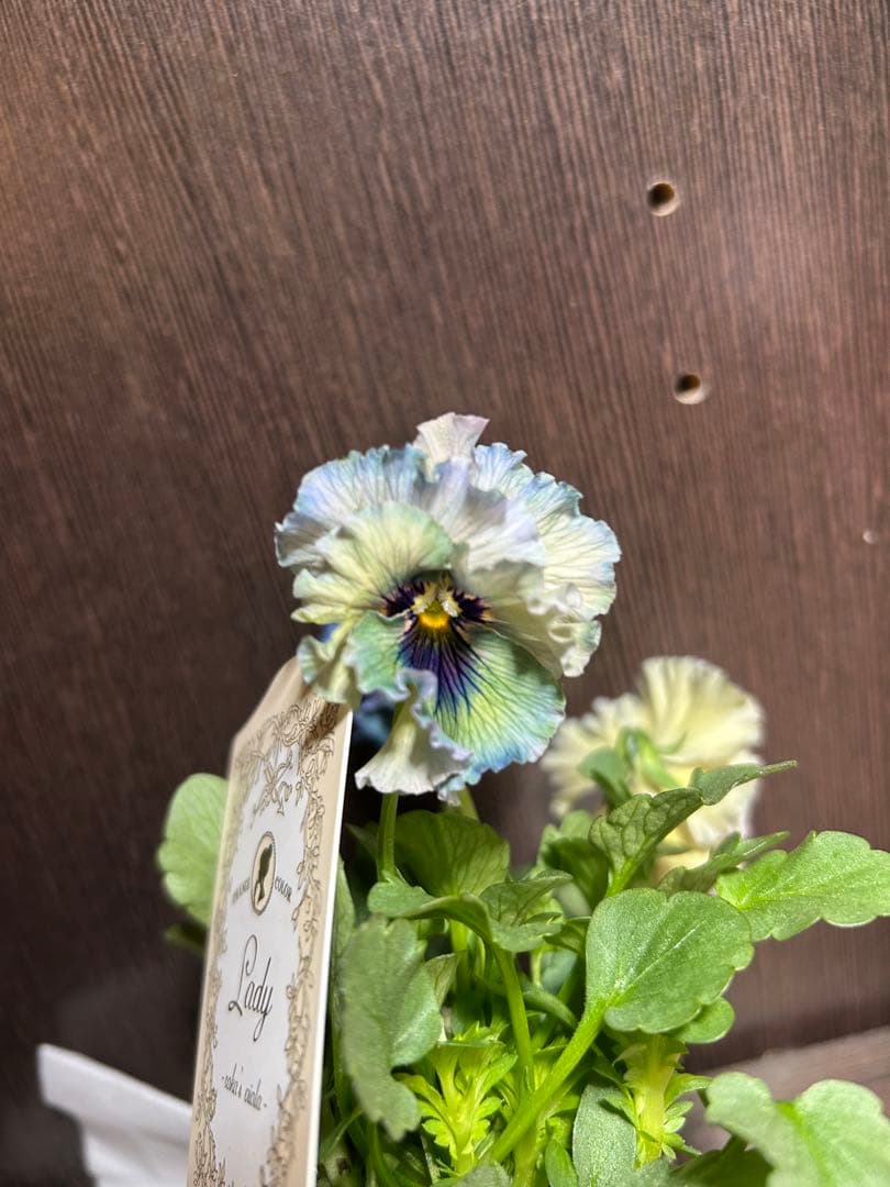 ビオラレディ 4ポットセット