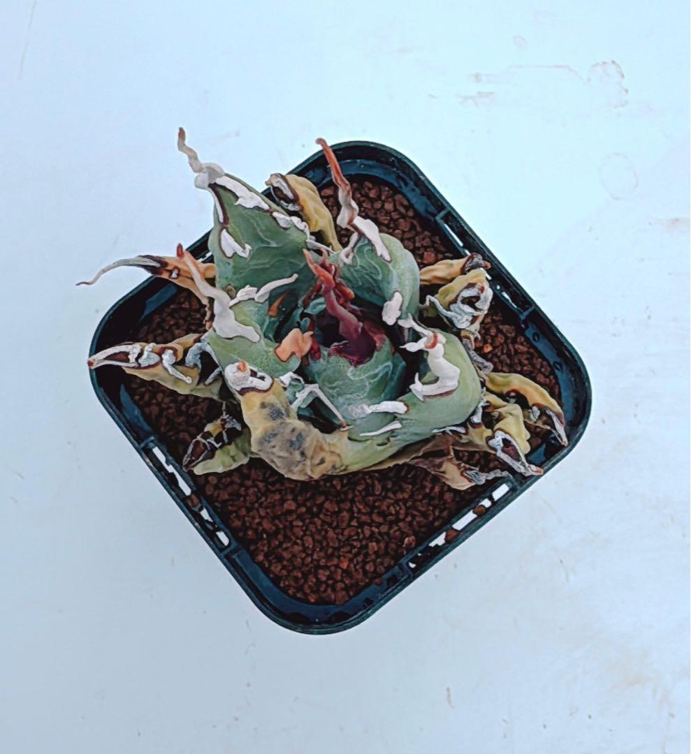 アガベ　エボリスピナ