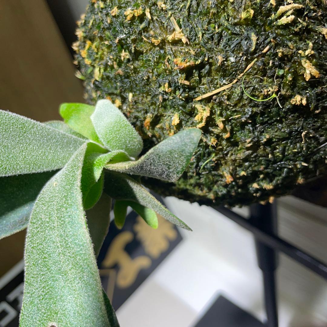 【お得】P. willinckii IZANAGI伊弉諾イザナギ子株小さめ#24