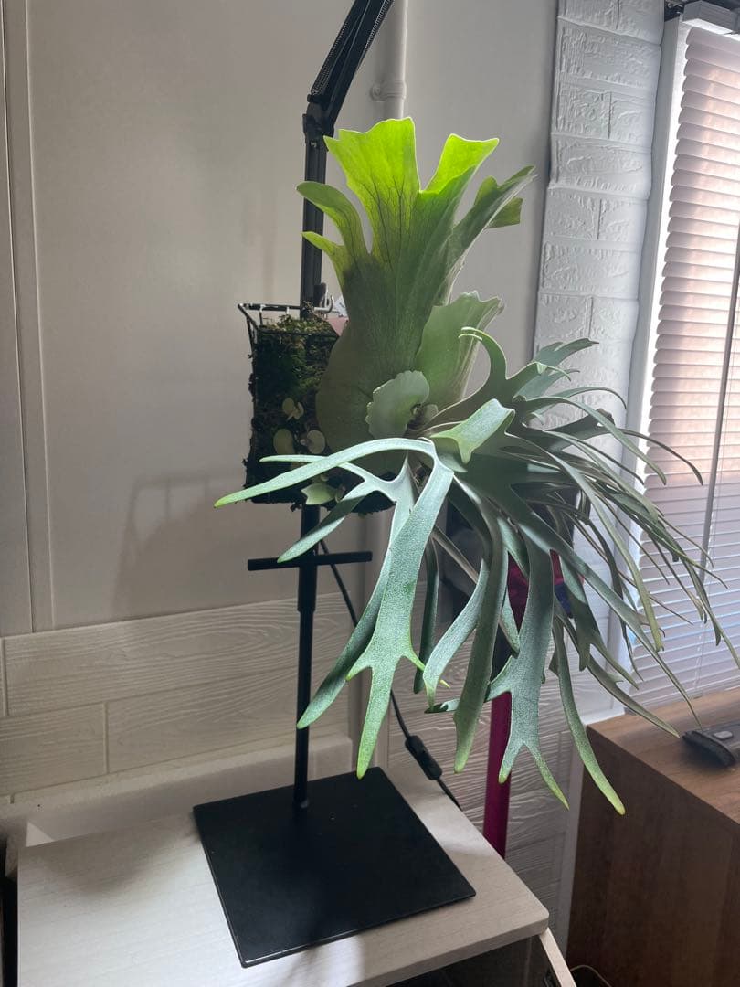 【お得】P. willinckii IZANAGI伊弉諾イザナギ子株小さめ#24