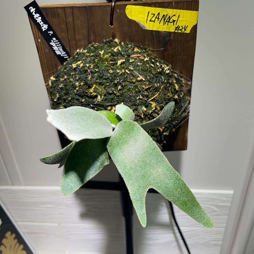 【お得】P. willinckii IZANAGI伊弉諾イザナギ子株小さめ#24