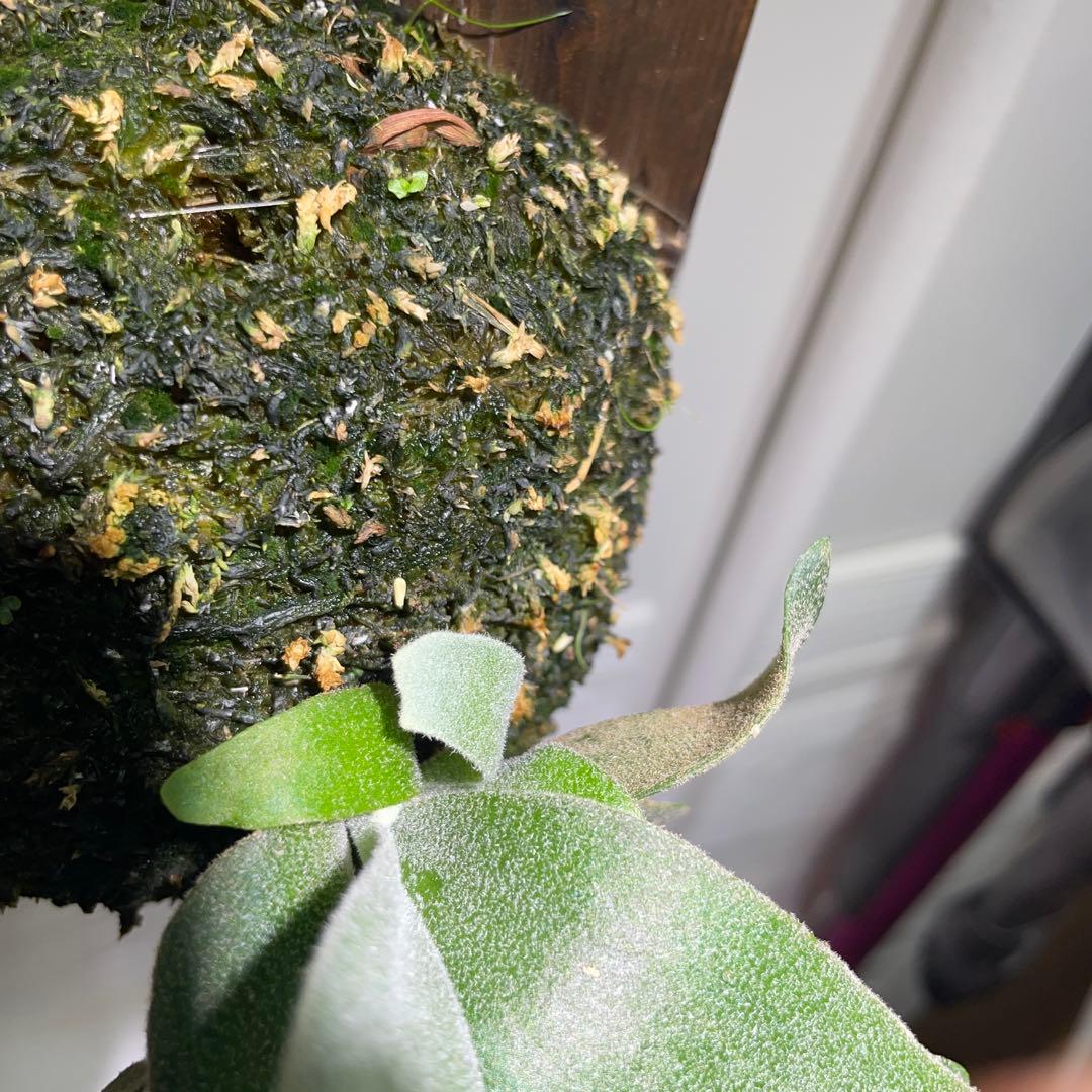 【お得】P. willinckii IZANAGI伊弉諾イザナギ子株小さめ#24