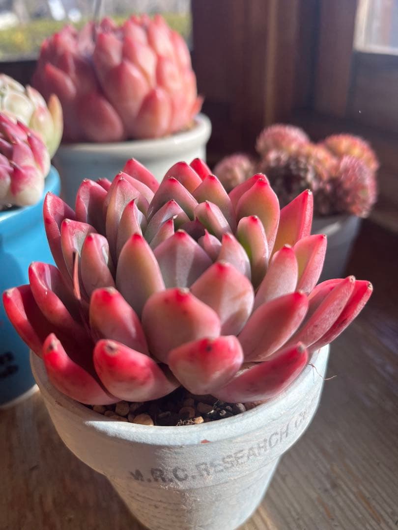 多肉☆ピンクナーシサス・大