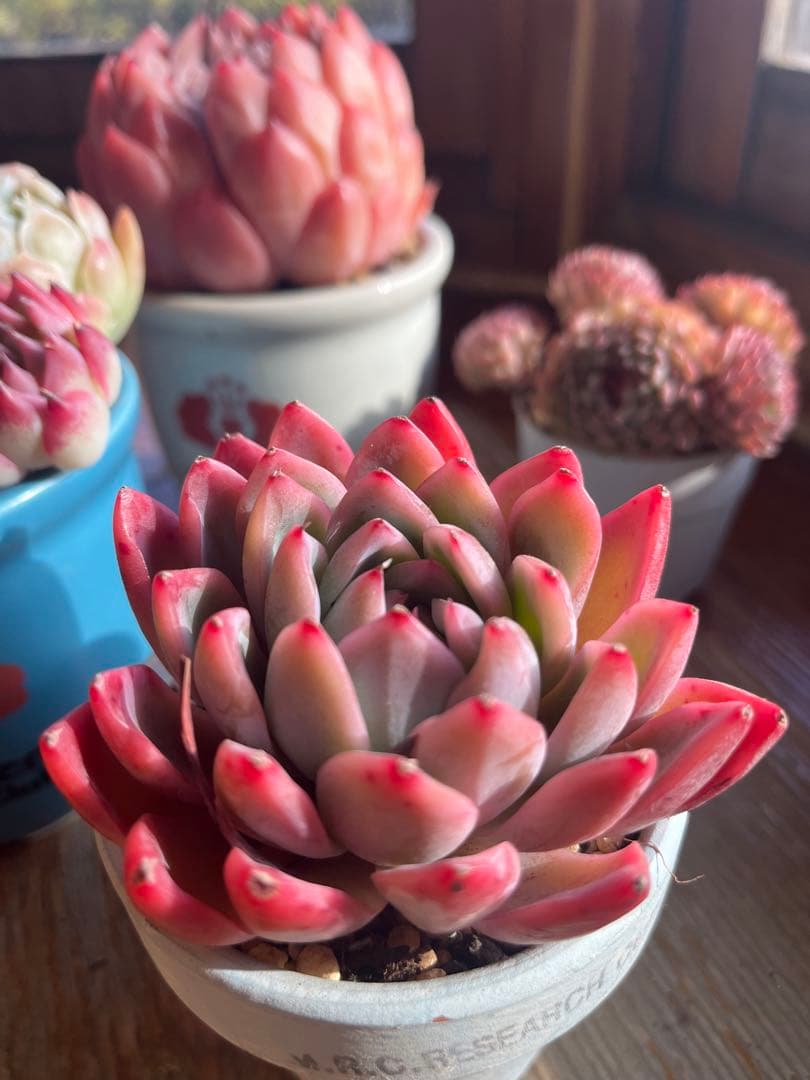 多肉☆ピンクナーシサス・大