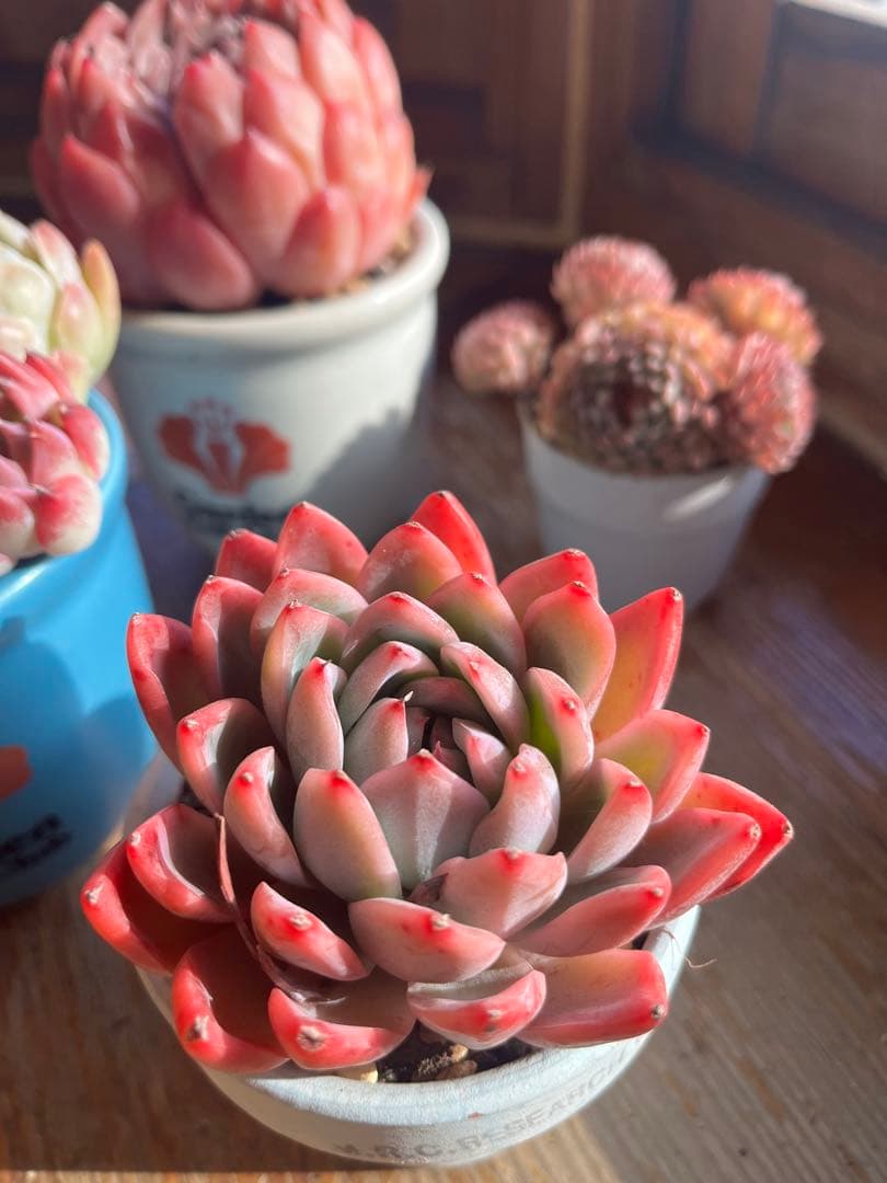 多肉☆ピンクナーシサス・大