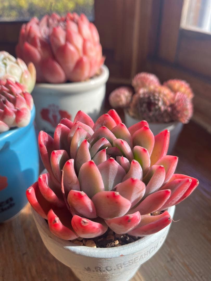 多肉☆ピンクナーシサス・大