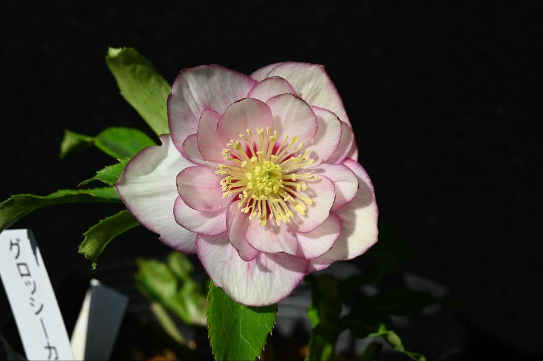 クリスマスローズ　グロッシーカラー　ホワイトピコティ　加藤農園