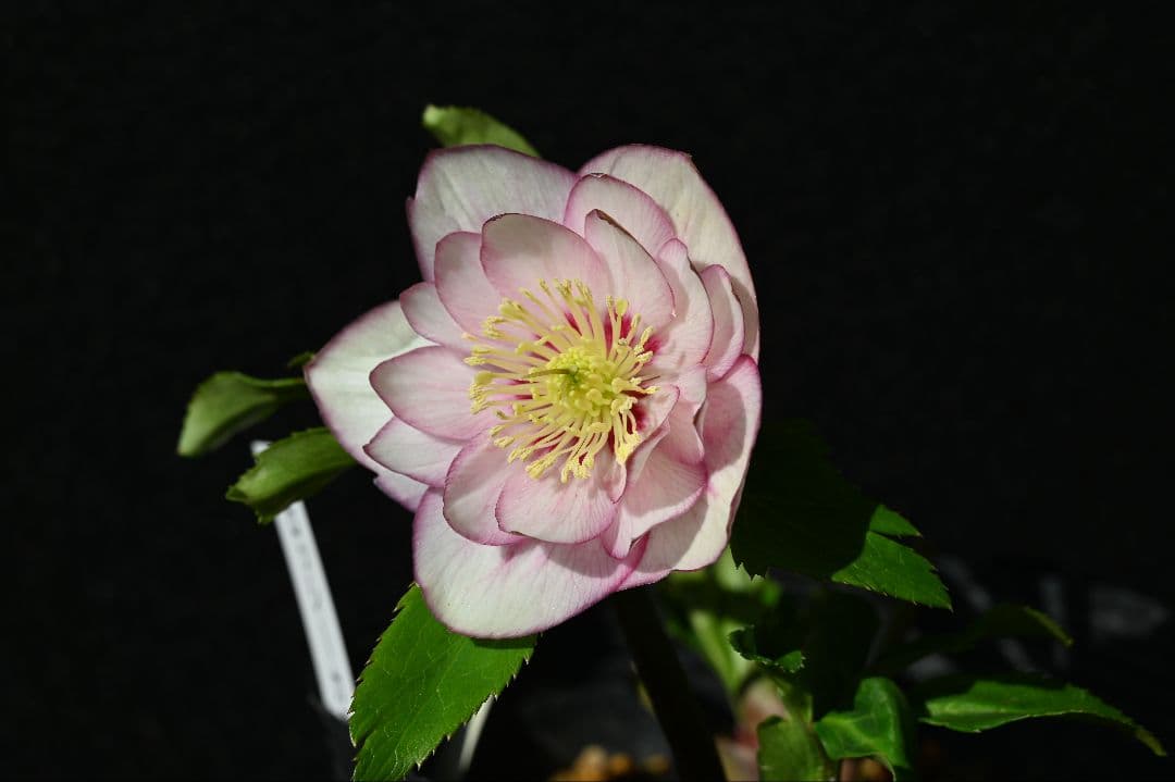 クリスマスローズ　グロッシーカラー　ホワイトピコティ　加藤農園