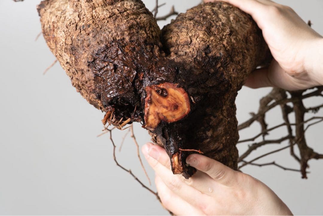 kK113 オペルクリカリア パキプス コーデックス ベアルート株