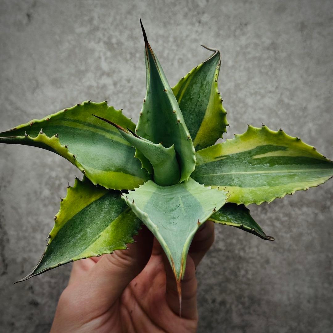 芋*祭様 多肉植物・アガベ・オルカ・斑入り・SSS級美株