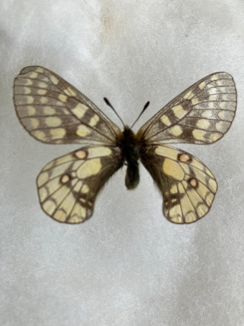 規制前採集品　ウスバキチョウ北海道大雪山　北海岳